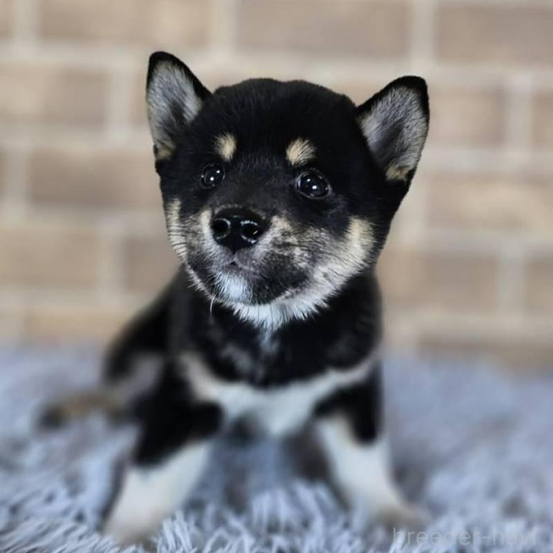 販売中の和歌山県の柴犬-410801