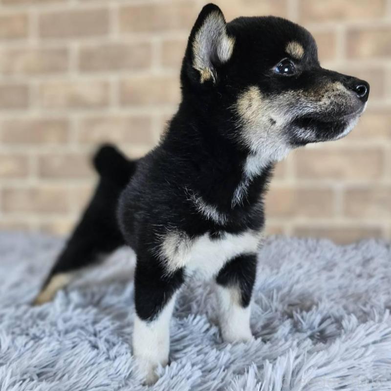販売中の和歌山県の柴犬-410801の5枚目