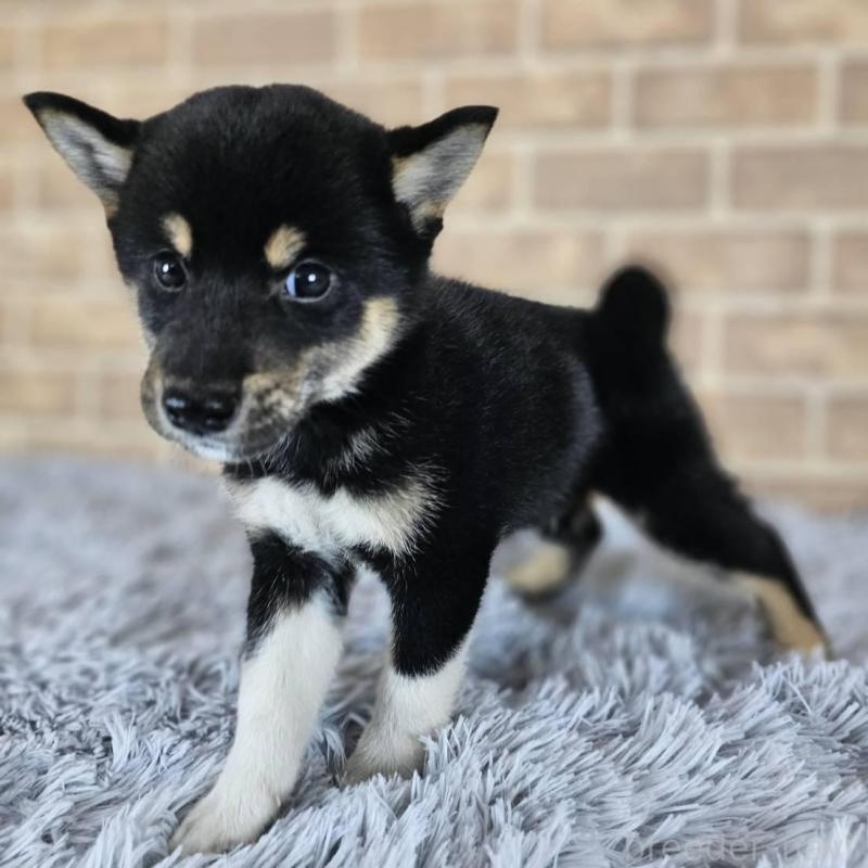 販売中の和歌山県の柴犬-410801の4枚目