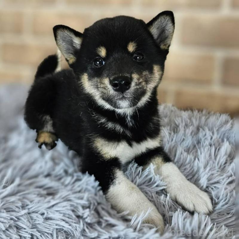 販売中の和歌山県の柴犬-410801の3枚目
