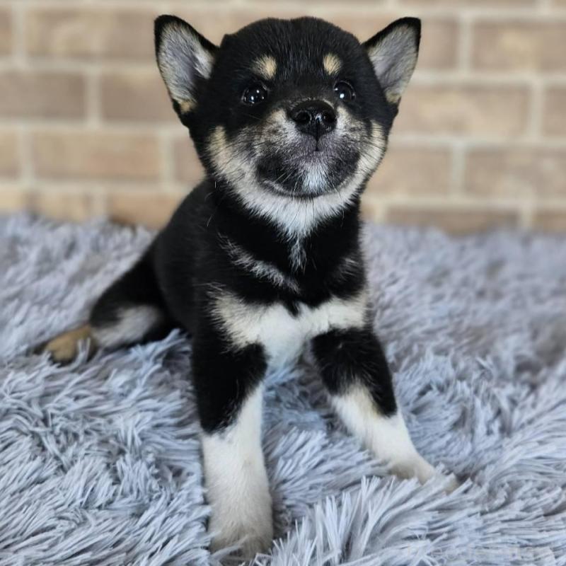 販売中の和歌山県の柴犬-410801の2枚目