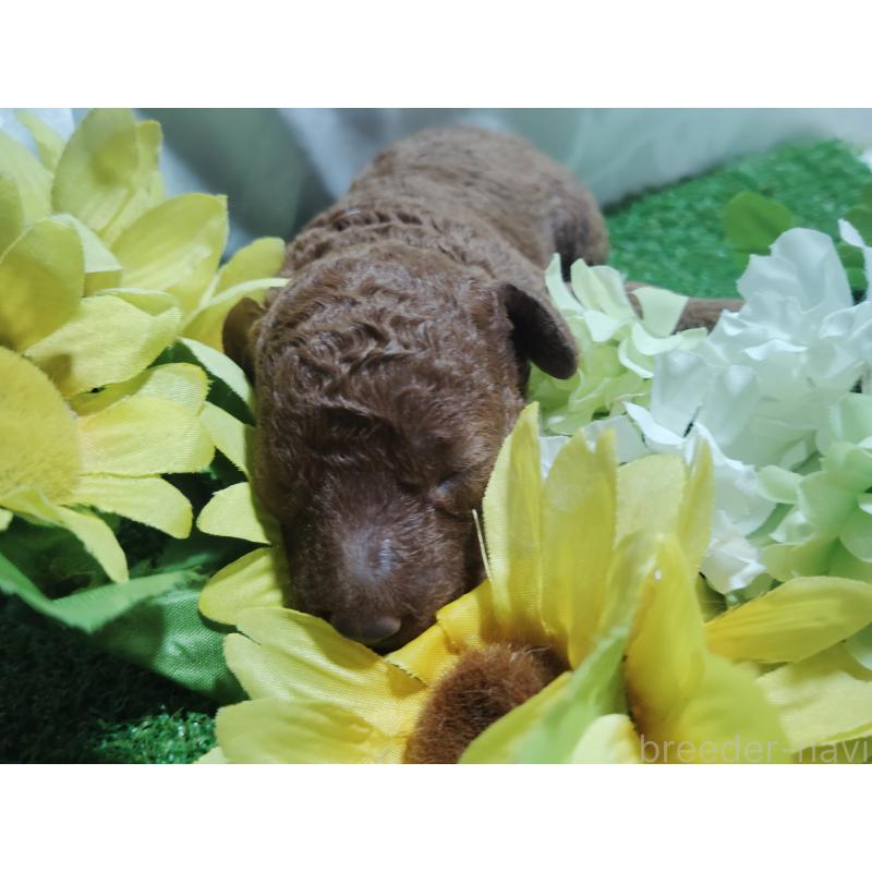 販売中の愛知県のトイプードル-409035の6枚目