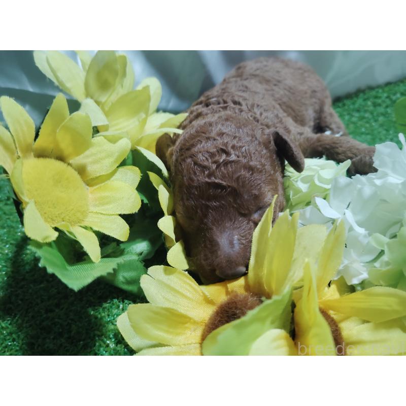 販売中の愛知県のトイプードル-409035