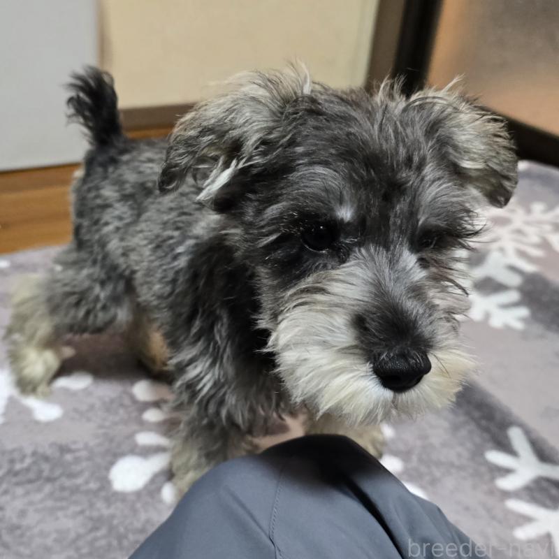 成約済の岡山県のミニチュアシュナウザー-393946の7枚目