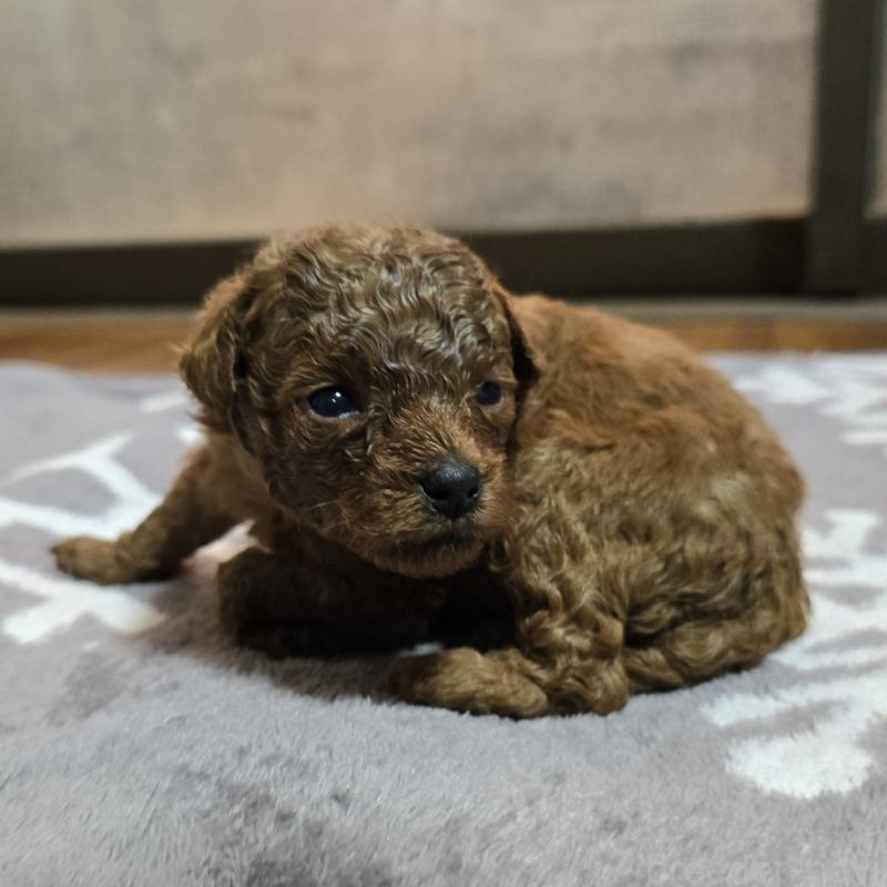 販売中の岡山県のトイプードル-408860の14枚目
