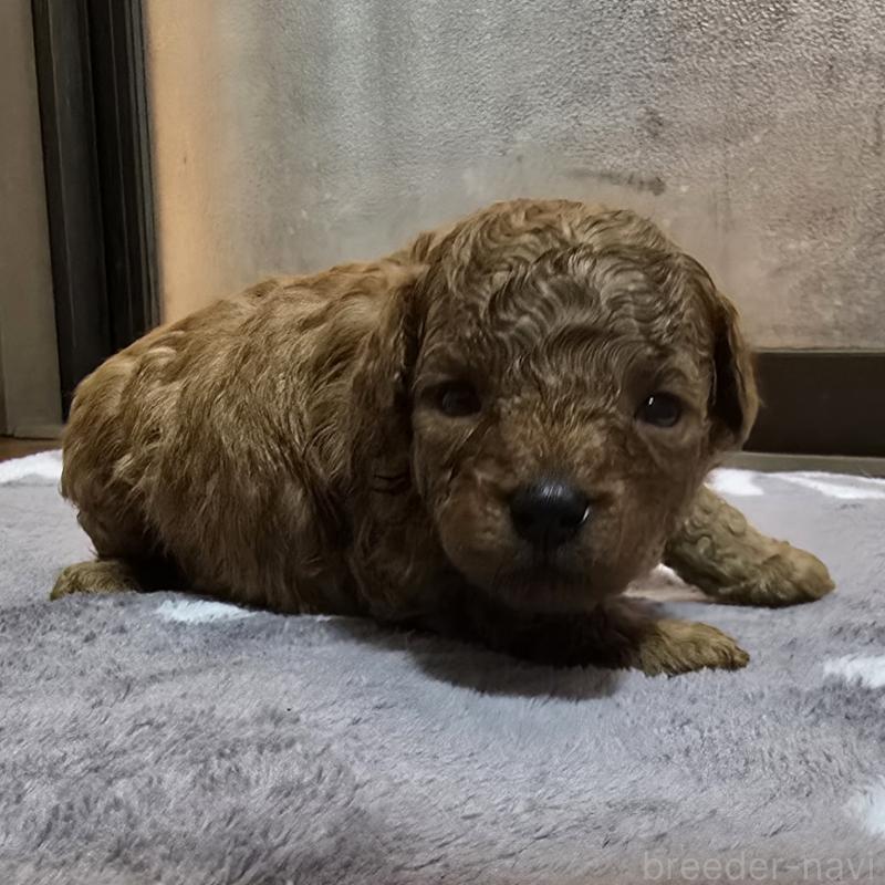 成約済の岡山県のトイプードル-408861の9枚目