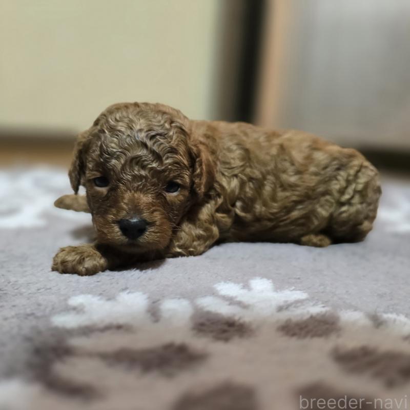 成約済の岡山県のトイプードル-408862の8枚目