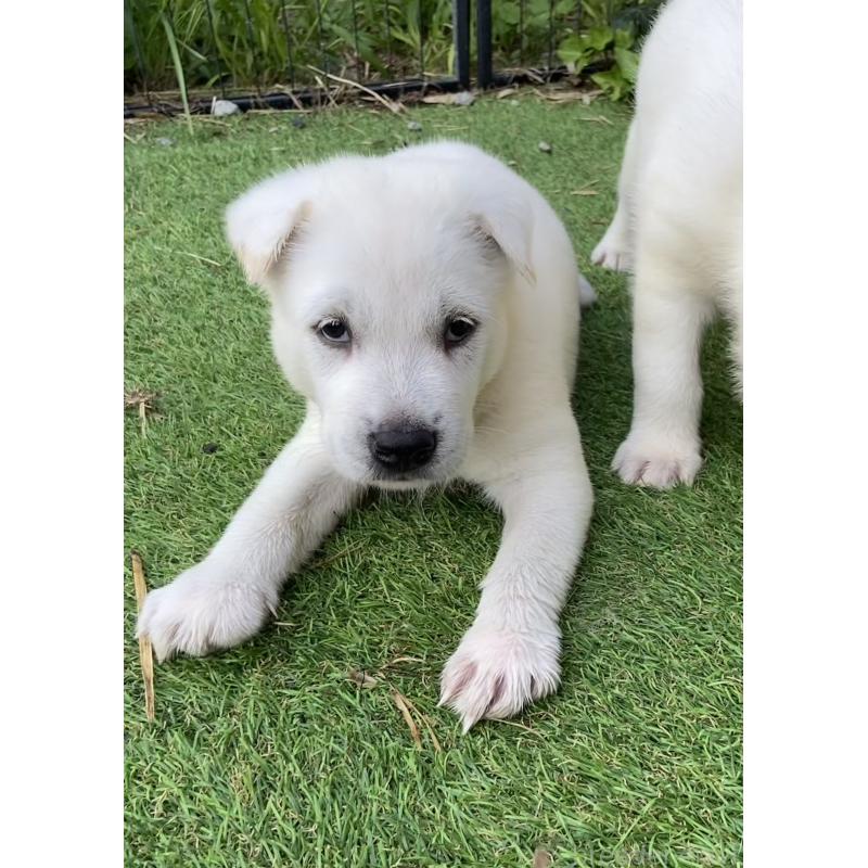 販売中の長野県の紀州犬-410840の2枚目