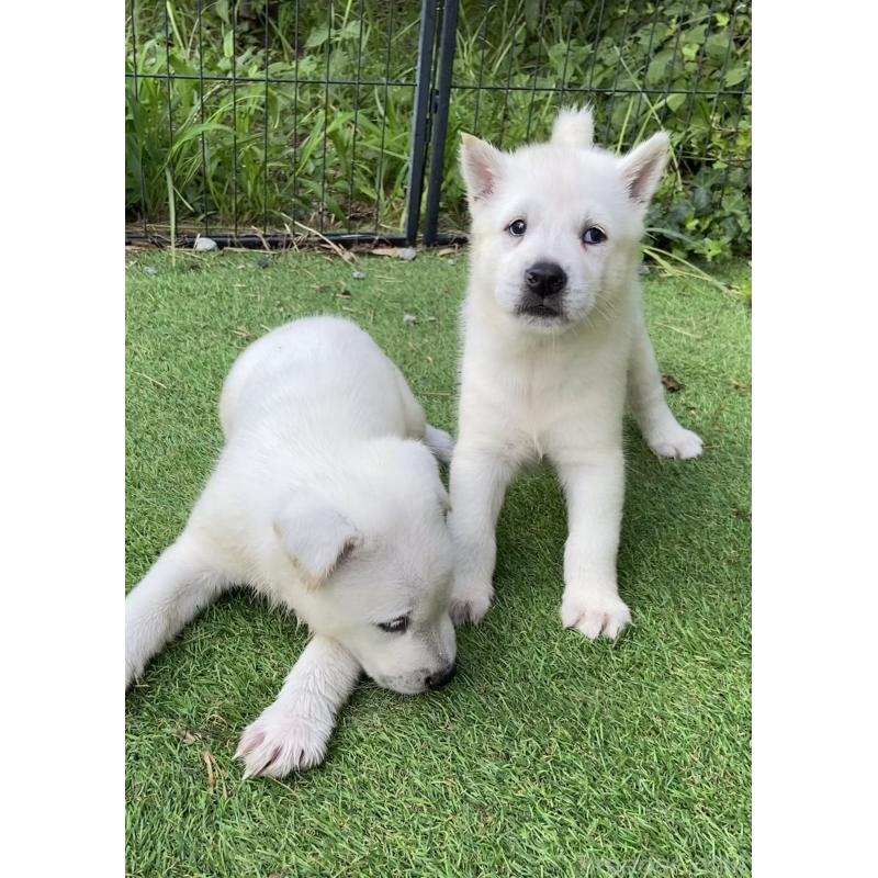 販売中の長野県の紀州犬-410842の1枚目