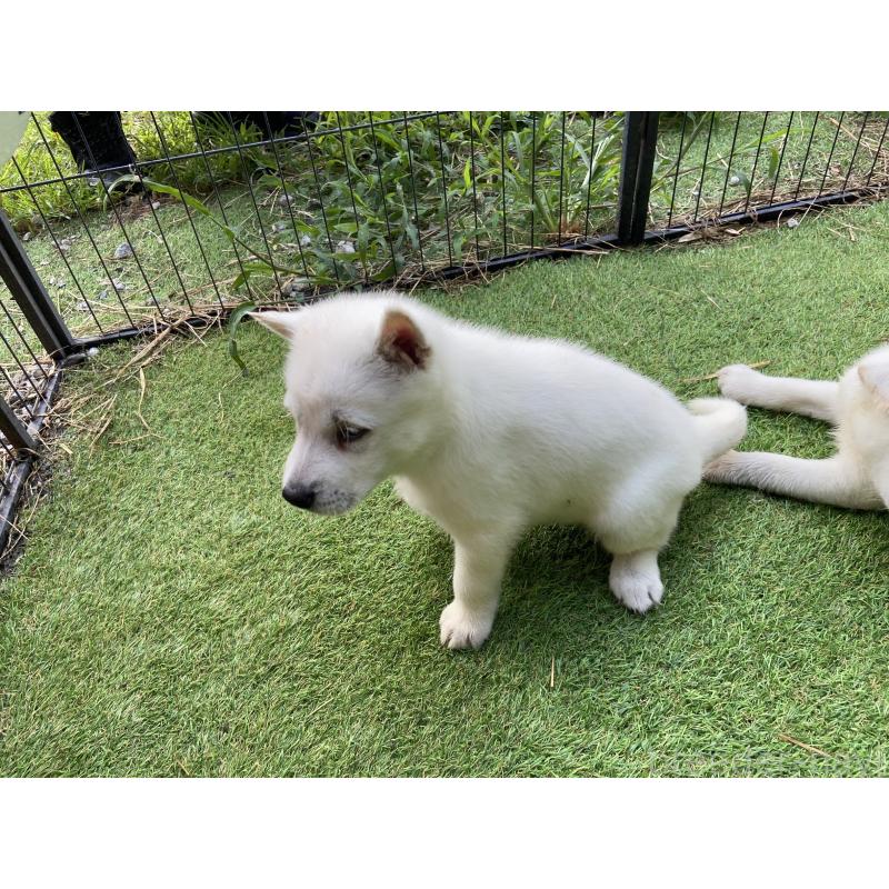 販売中の長野県の紀州犬-410842の3枚目