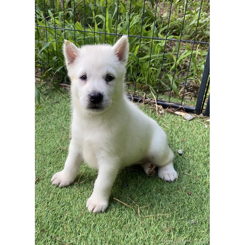 販売中の長野県の紀州犬-410842の2枚目