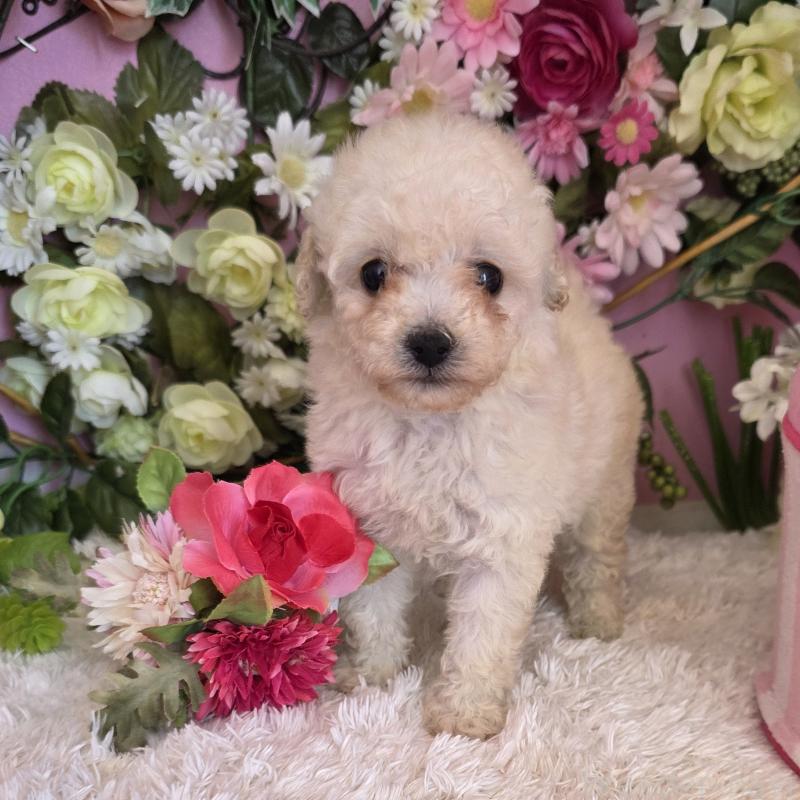 成約済の大阪府のトイプードル-409495の3枚目