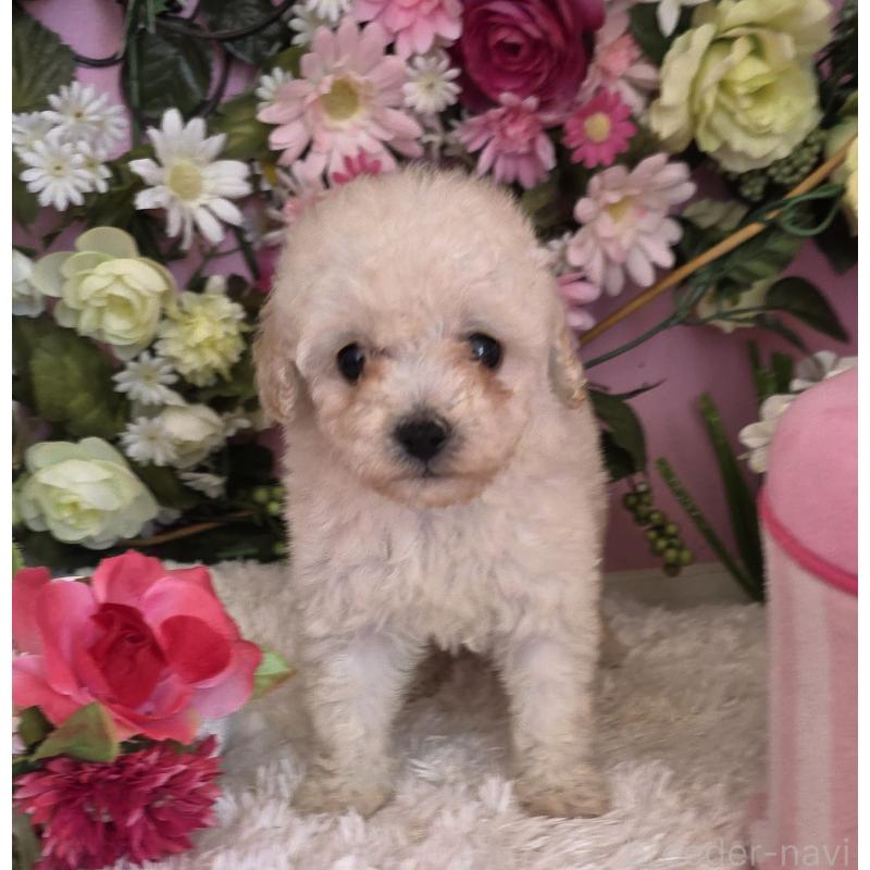 成約済の大阪府のトイプードル-409495の2枚目