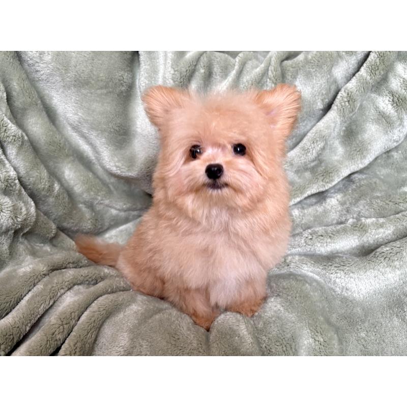 成約済の東京都のポメプー:ポメラニアン×トイプードル-398436の2枚目