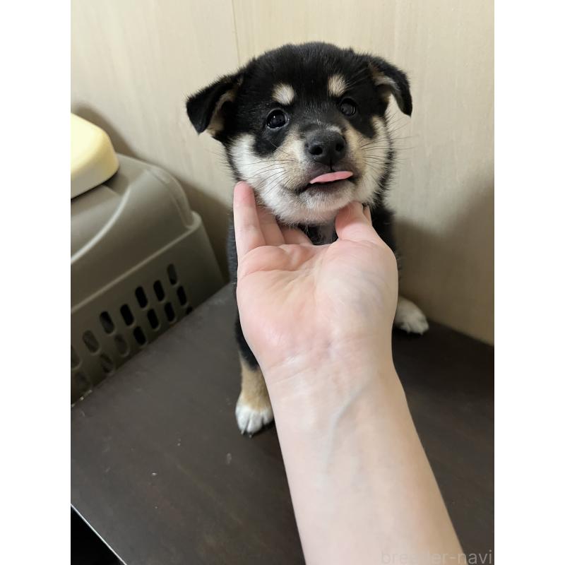 成約済の埼玉県の柴犬-410172の3枚目