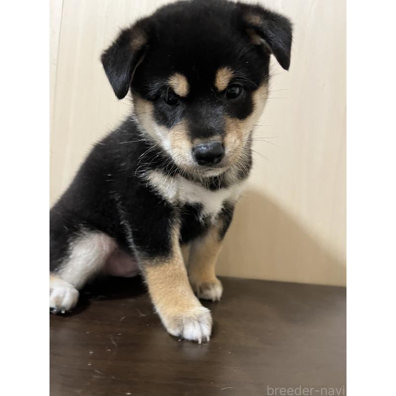 成約済の埼玉県の柴犬-410180の4枚目