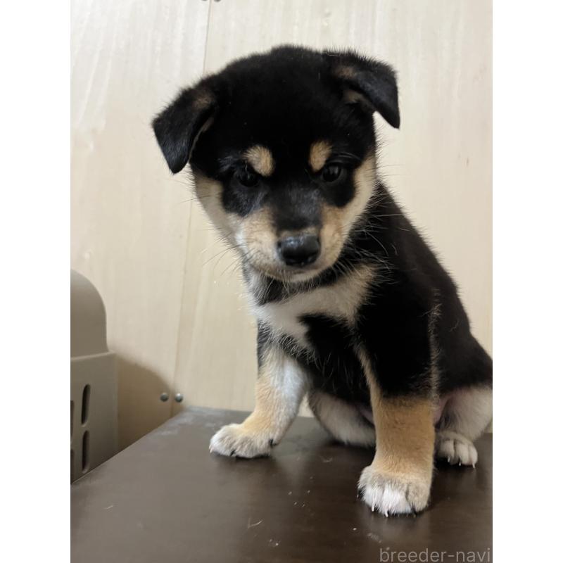 成約済の埼玉県の柴犬-410180の3枚目