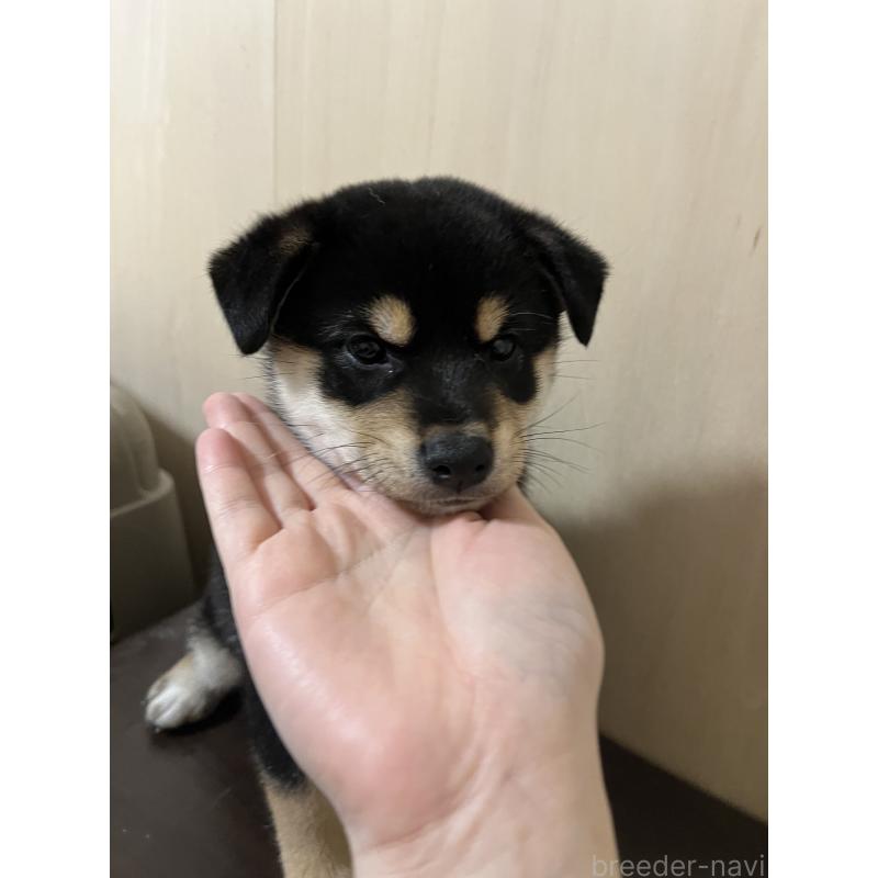 成約済の埼玉県の柴犬-410180の2枚目