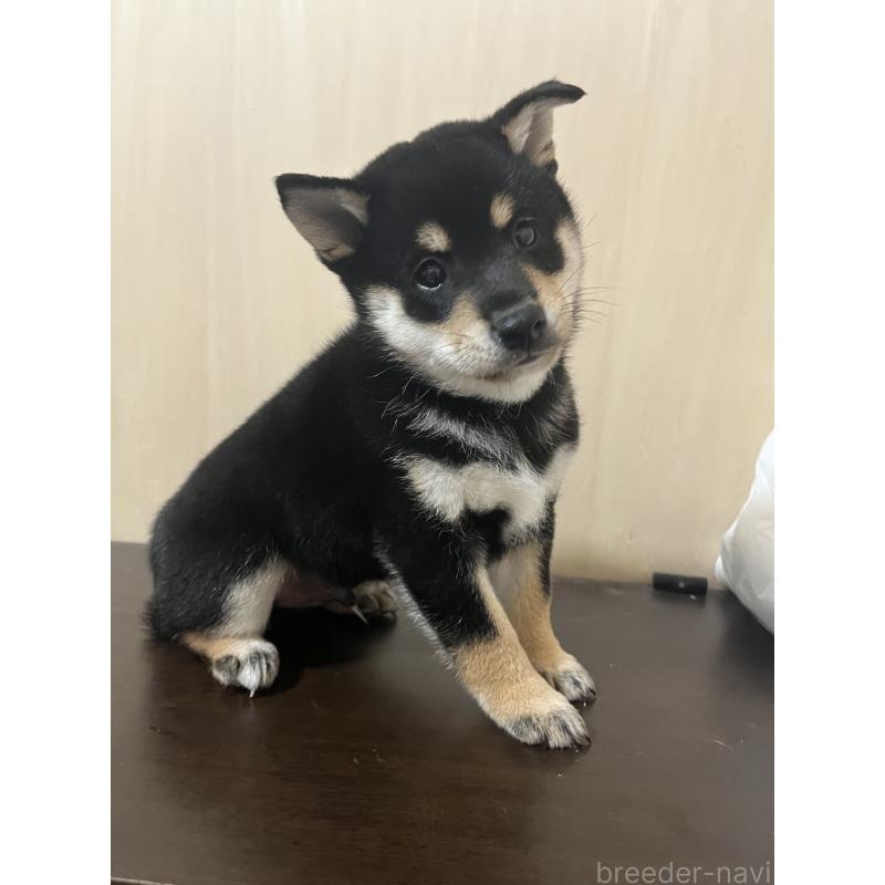 販売中の埼玉県の柴犬-410201の4枚目