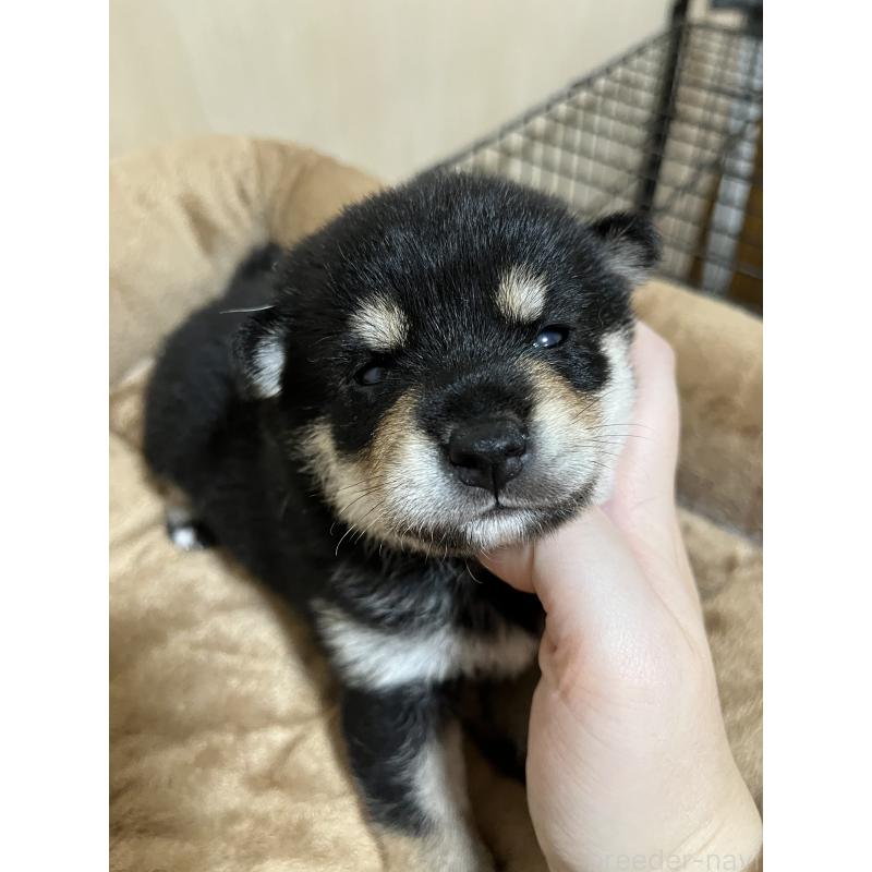 販売中の埼玉県の柴犬-410201の2枚目