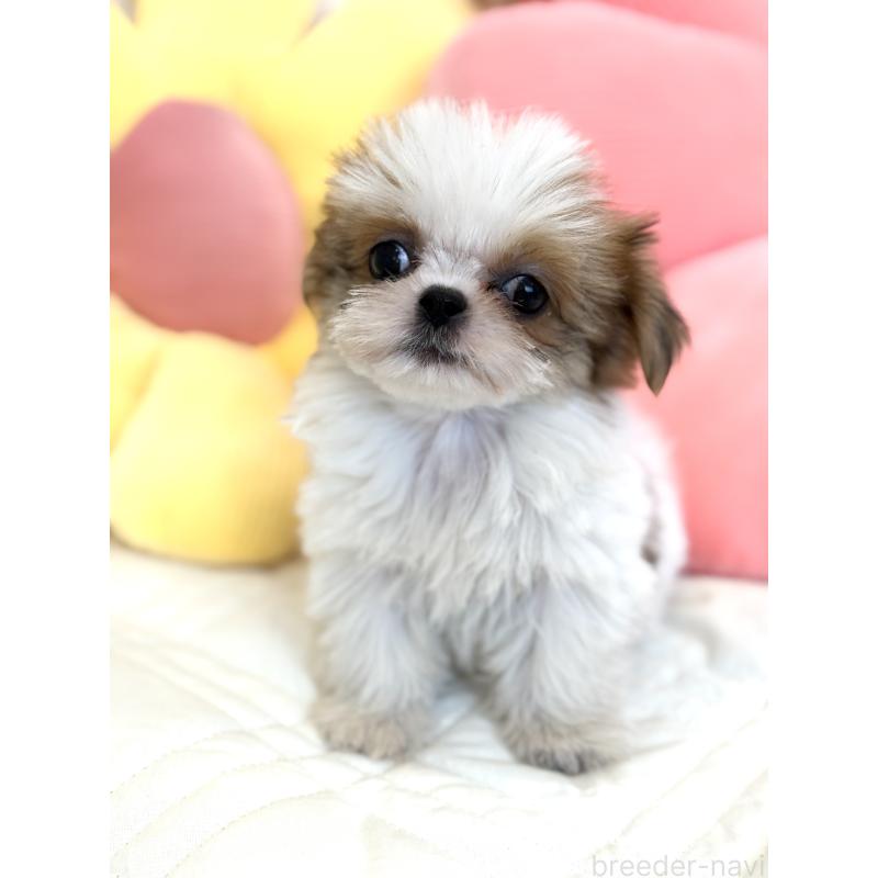 販売中の埼玉県のミックス犬-410655の4枚目