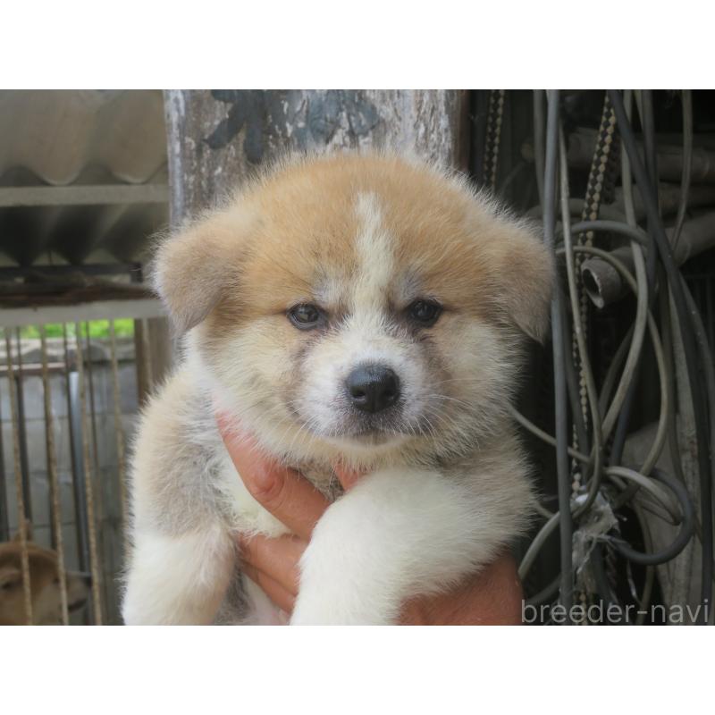販売中の香川県の秋田犬-410656の3枚目