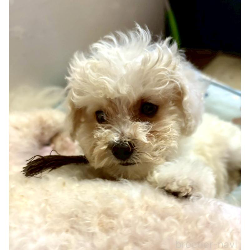 販売中の東京都のミックス犬-404057の8枚目