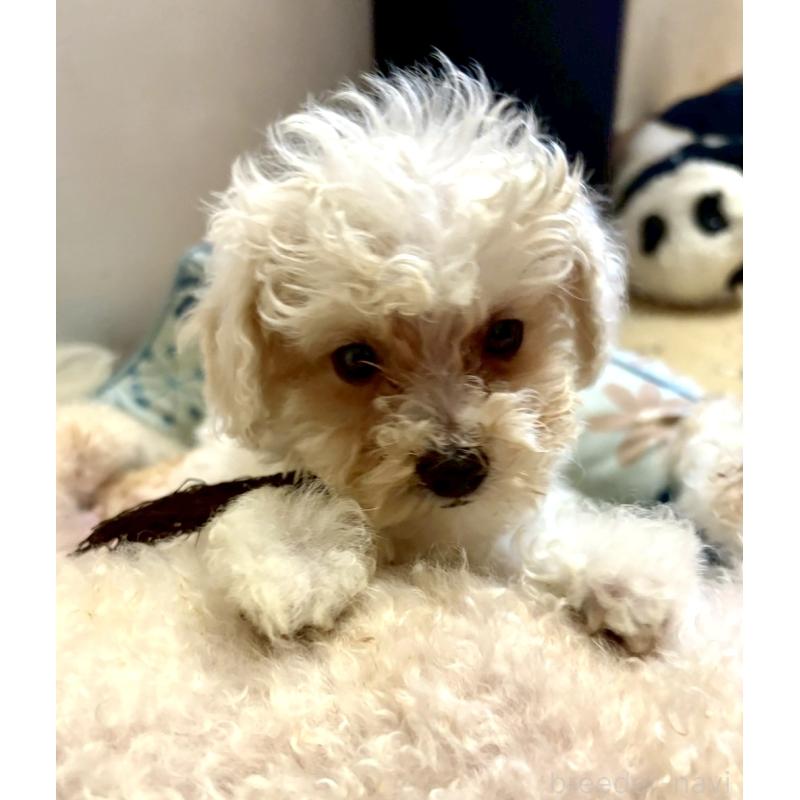 販売中の東京都のミックス犬-404057の7枚目