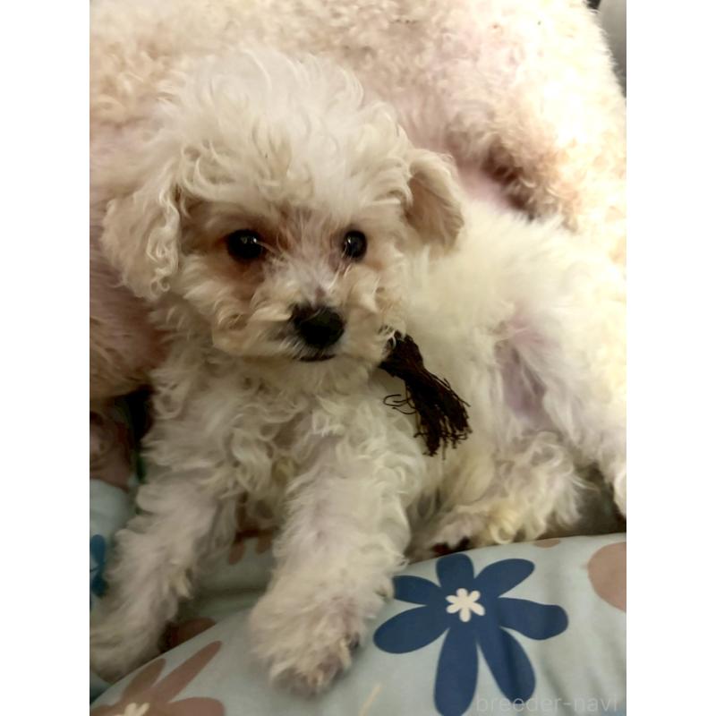販売中の東京都のミックス犬-404057の5枚目