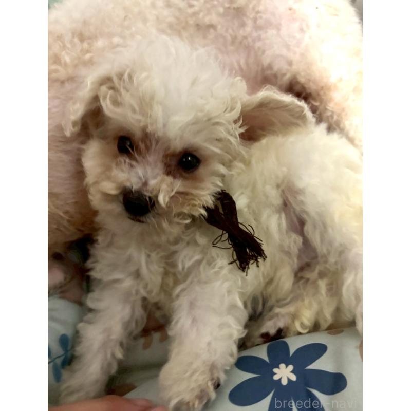 販売中の東京都のミックス犬-404057の4枚目
