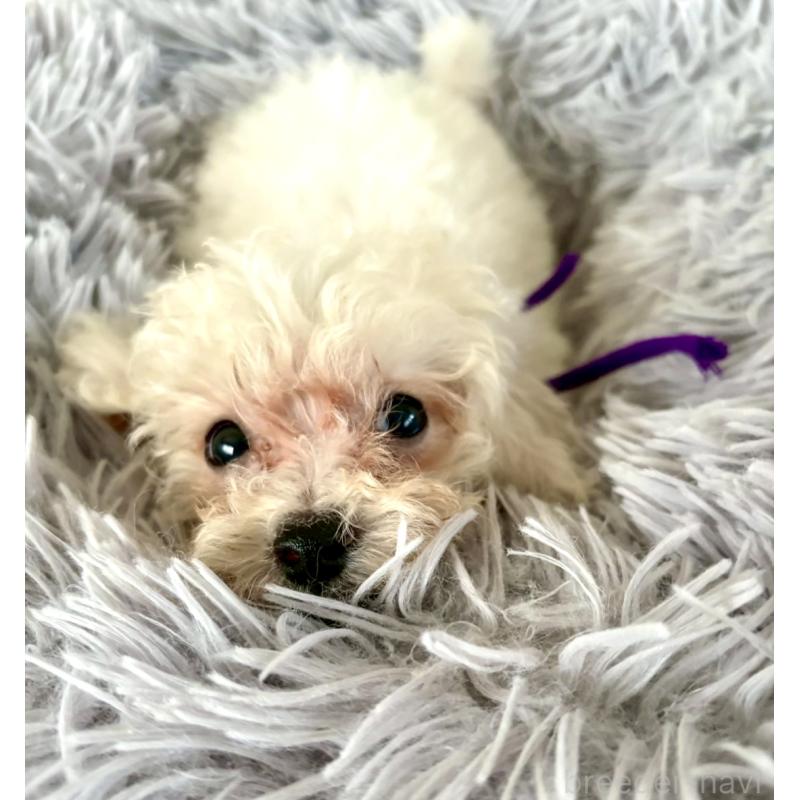 販売中の東京都のミックス犬-398962の15枚目