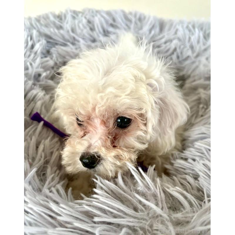 販売中の東京都のミックス犬-398962の14枚目