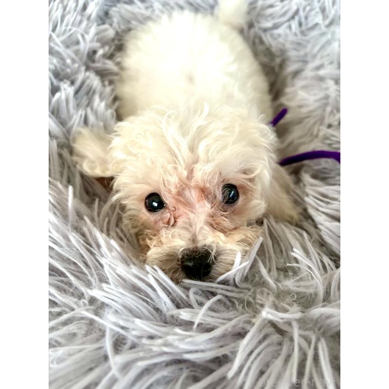 販売中の東京都のミックス犬-398962の13枚目