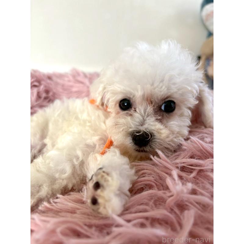 販売中の東京都のミックス犬-404061の11枚目
