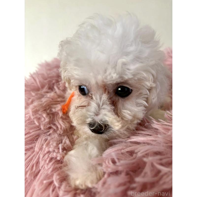 販売中の東京都のミックス犬-404061の10枚目