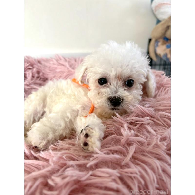 販売中の東京都のミックス犬-404061の9枚目