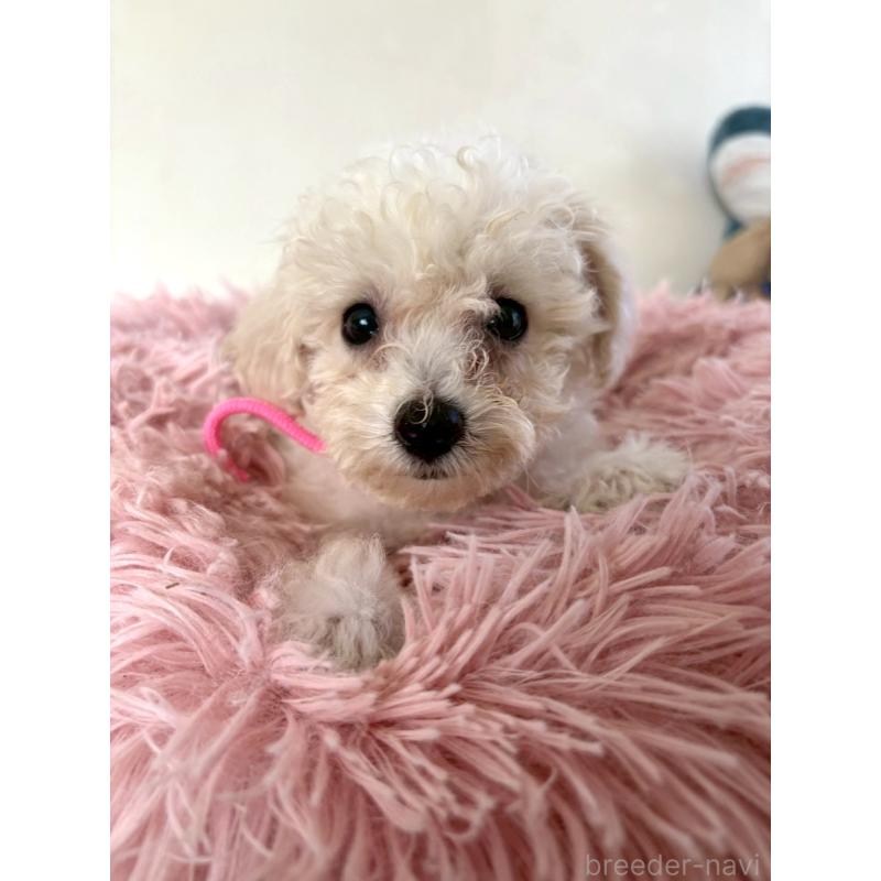 販売中の東京都のミックス犬-404064の12枚目