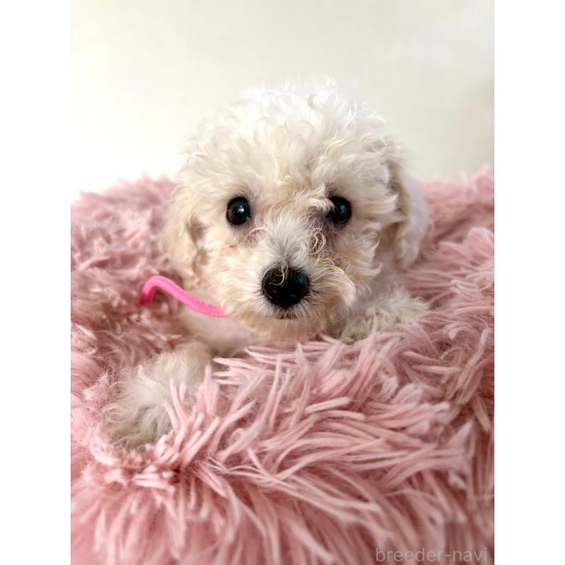 販売中の東京都のミックス犬-404064の11枚目