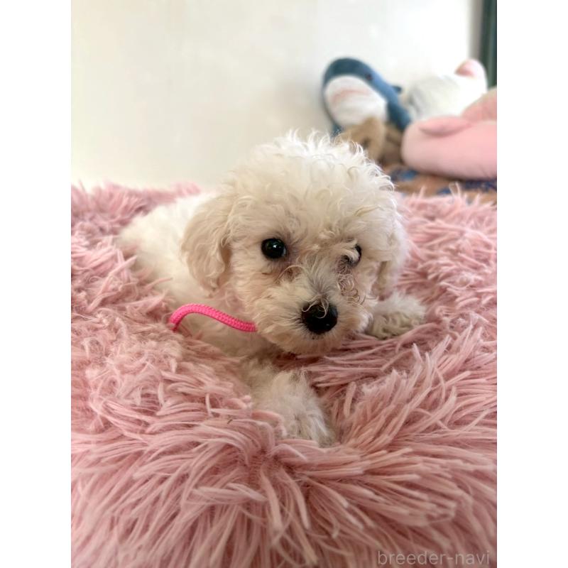販売中の東京都のミックス犬-404064の10枚目