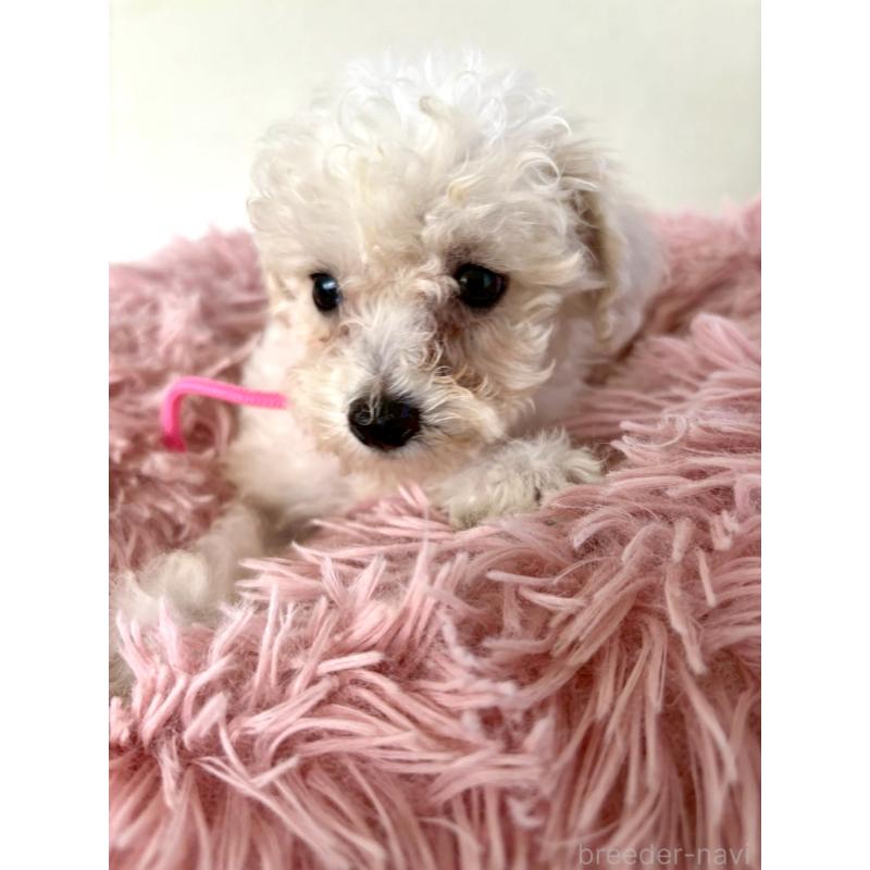 販売中の東京都のミックス犬-404064の9枚目