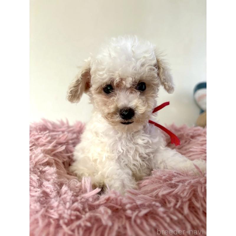 販売中の東京都のミックス犬-404067の6枚目