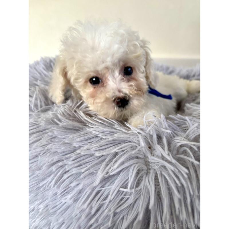 販売中の東京都のミックス犬-404054