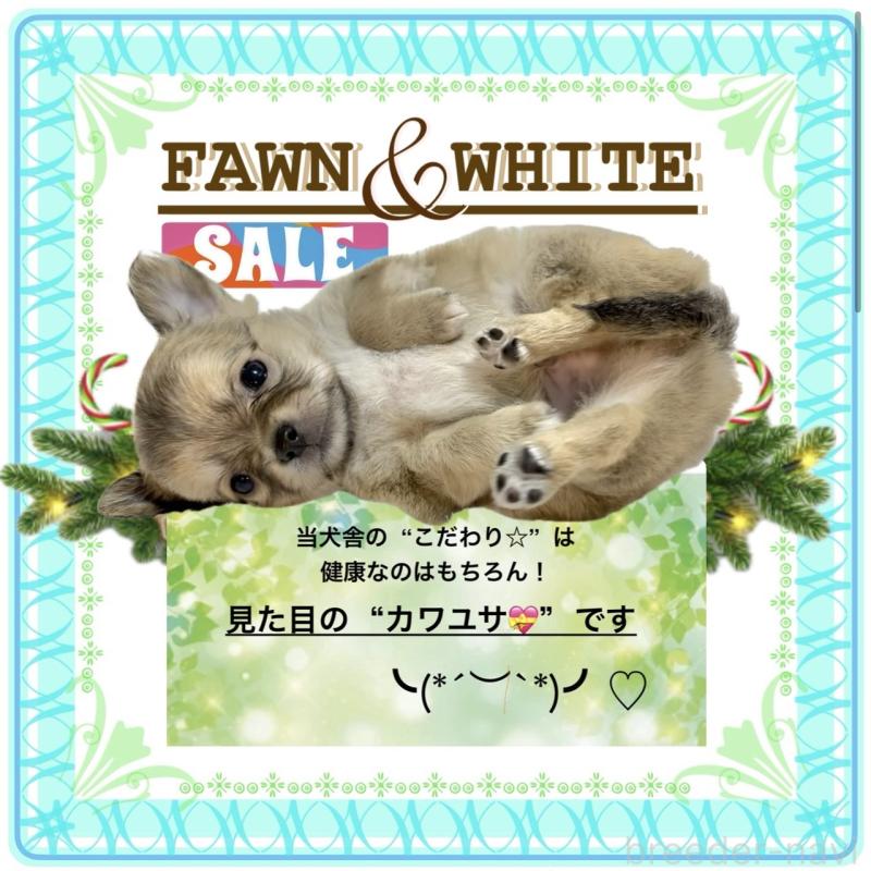 販売中の大阪府のチワワ(ロングコート)-410879の1枚目