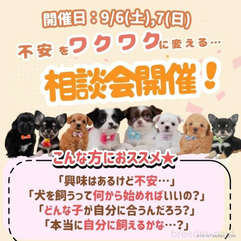 成約済の神奈川県のチワワ(ロングコート)-408449の4枚目