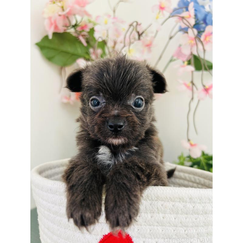 販売中の埼玉県のミックス犬-410902の7枚目
