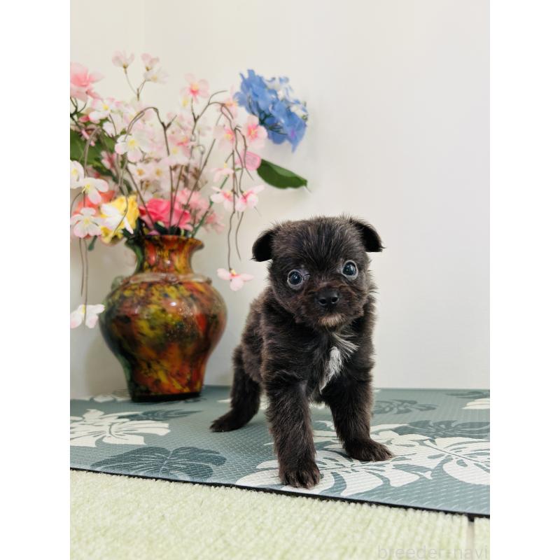 販売中の埼玉県のミックス犬-410902の6枚目