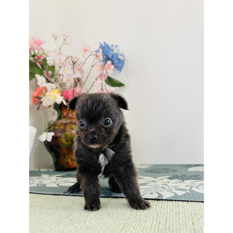 販売中の埼玉県のミックス犬-410902の5枚目