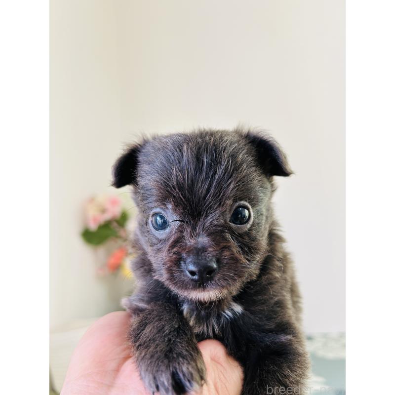 販売中の埼玉県のミックス犬-410902の4枚目