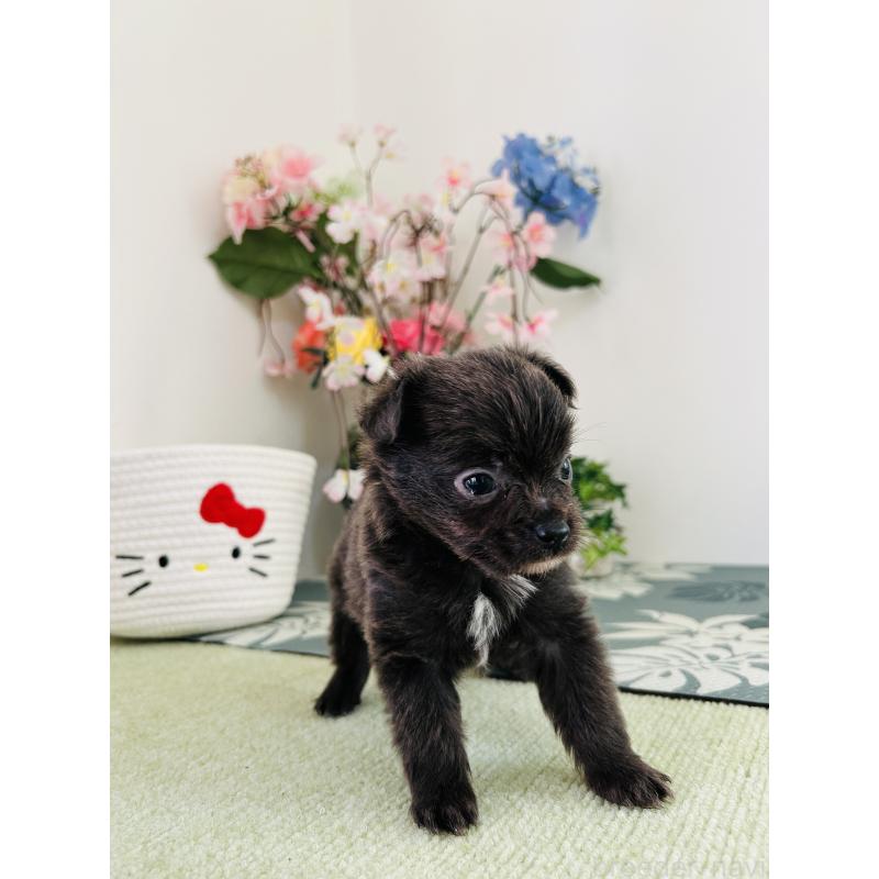販売中の埼玉県のミックス犬-410902の3枚目