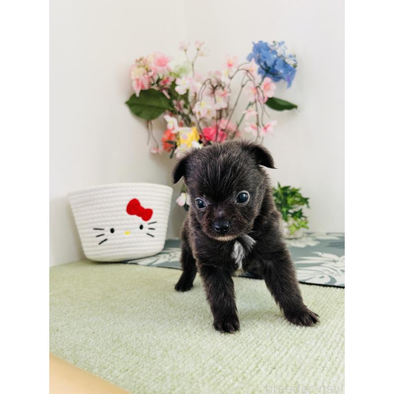 販売中の埼玉県のミックス犬-410902の2枚目